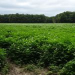 Bloeiende aardappels