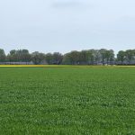 Tulpebollen teelt (1)