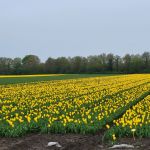 Tulpebollen teelt (2)