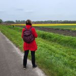 Tulpebollen teelt (3)