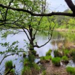 Brandeveenplas (1)