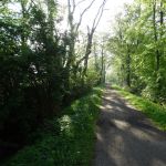 Het bos van Nienoord