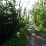 Het bos van Nienoord