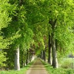 De beukebomen van Nienoord bij Midwolde