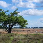 Het Mantingerveld (1)