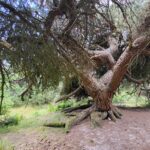 Erg oude boom