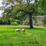 Apalca's in Gees (2)