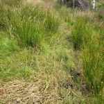 Het Mantingerveld (3)