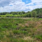 Het Mantingerveld (4)