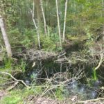 Water in het bos!