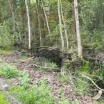 Ook veel water in het bos