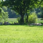 De schapen in de schaduw.