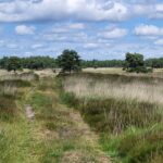 Het mooie heideveld